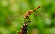 Moustached Darter (Male, Sympetrum vulgatum)